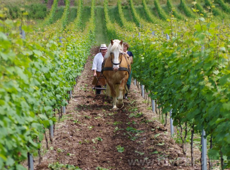 03 Sonntags in den Weinbergen – Bild 22